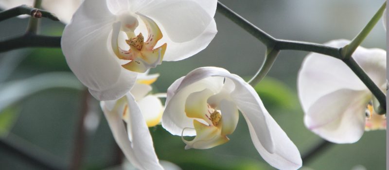 Kukkakauppa
